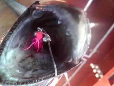 Another little Tuna on Fly