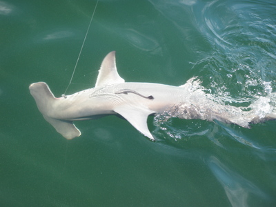 HAMMER HEAD OFF PORT MANATEE