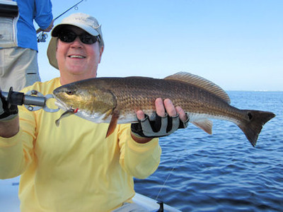 Jack McCulloch Gasparilla Sound CAL shad red caught with Capt. Rick Grassett.
