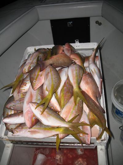 Nice haul of snapper!