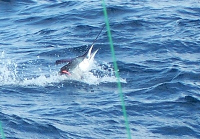 After a good 15 min of fighting this fish Mike had his sail to the side of the boat and we had the skunk out of the box!!