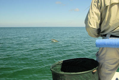 Jay Peck, from NY, battles a tarpon caught on a fly while fishing with Capt. Rick Grassett in Sarasota, FL.