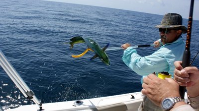 Good Dolphin Action!