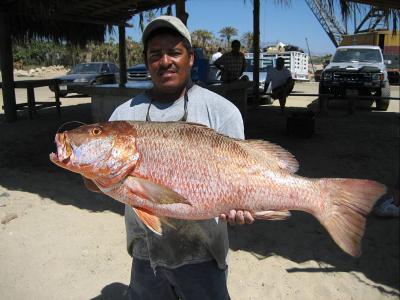45 pound dogtooth  snapper