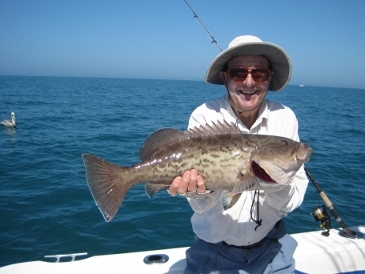 24-inch gag grouper on shrimp, released