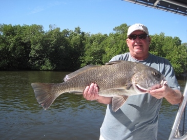 34-inch black drum, on shrimp