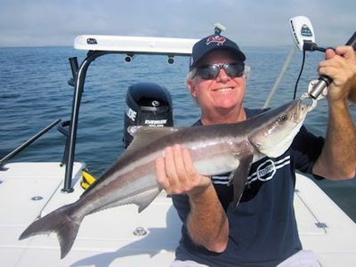 John Gray, from Ontario, Canada, with a nice cobia caught and released in Sarasota Bay on a CAL jig with shad tail while fishing with Capt. Rick Grassett.