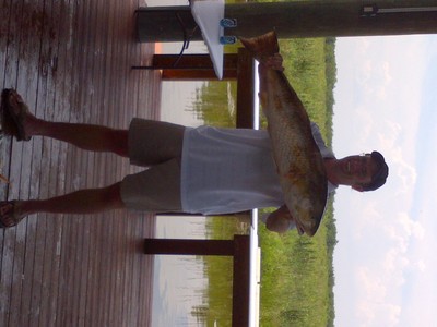 Hopedale BULL RED!!!!