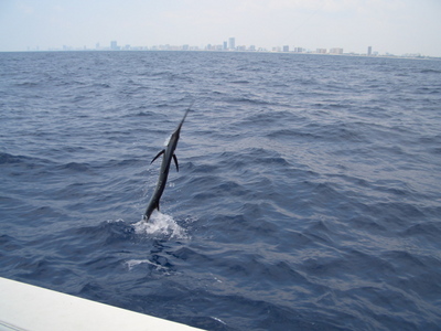High Flying Sailfish Action At Boatside