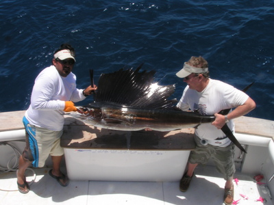 First Sailfish for this client