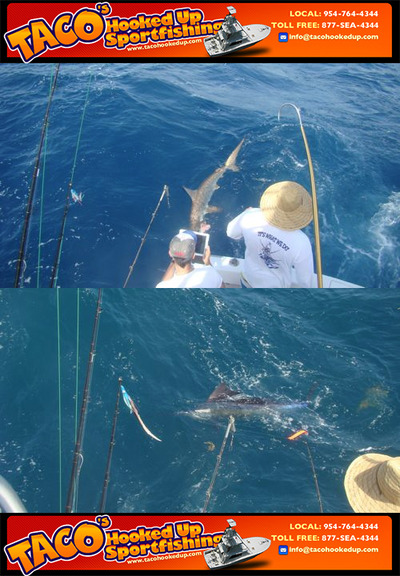 Captain Taco (954) 764-4344 or toll free @ (877) SEA-4344 tacohookedup@aol.com