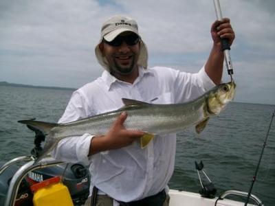 Springer (Lady Fish, 10 Pounder)