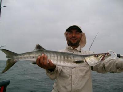 Sea Pike (Pick Handle Barracuda)