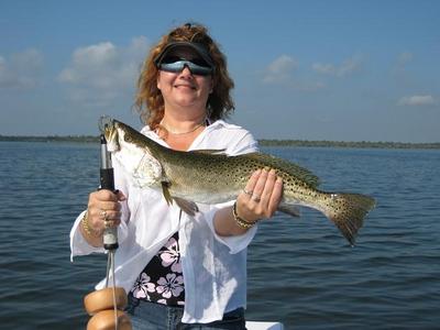 Nice trout sight fish in the flats.