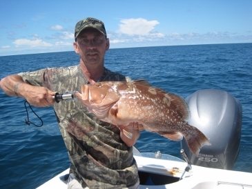 26-inch red grouper on a bait-fish
