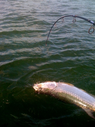 Winter Tarpon Before Release