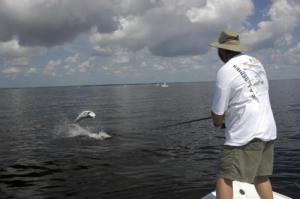 Ken Trotter, from Sarasota, FL, jumped this estimated 70 or 80-pound tarpon on a DOA Baitbuster while fishing upper Charlotte Harbor with Capt. Rick Grassett