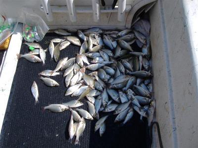 Photo of the white perch