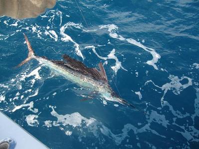 Sailfish
