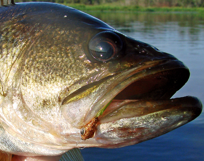 Largemouth bass on Myakka Minnow.