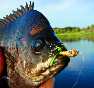Beefy coppernose bluegill on Myakka Minnow