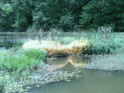 By mid summer aquatic weeds are in full bloom!