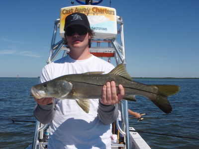 Tampa Bay Snook Bite Going Crazy!