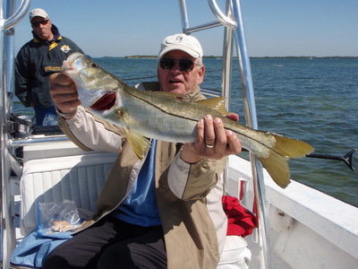 Great Snook Showing Up In Tampa Bay!