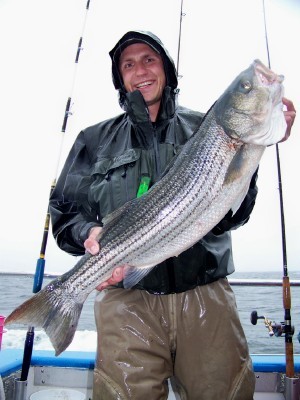 Long lean Male Striper