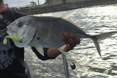 Green Spot King Fish (Jack) on Z-Man Paddle Tail