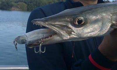 Sea Pike (Pick Handle Barracuda) on Z-Claw Stick Bait
