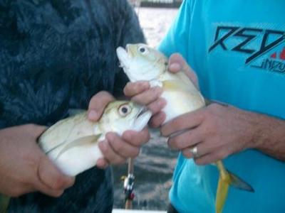 Double King Fish Hook up