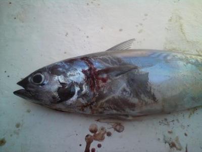 Damaged Bonnie killed by Sailfish