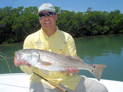 Marc Chiapperino caught and released this nice red on a Grassett's Flats Minnow fly while fishing Sarasota Bay with Capt. Rick Grassett.