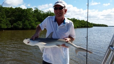 40-inch bonnethead