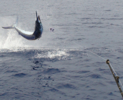 800 lb Blue Marlin