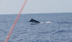 Blue Marlin hooked in February