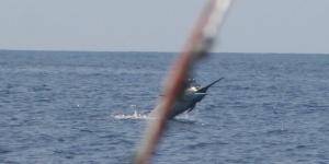 500 lb Blue showing her colors