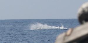 Blue Marlin hooked up