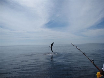 Marlin Jumping for Nick