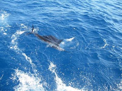 Sailfish