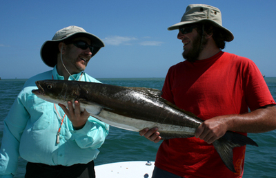 Cobia