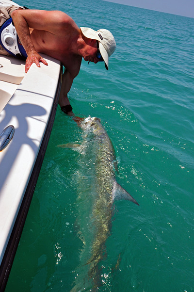 tarpon