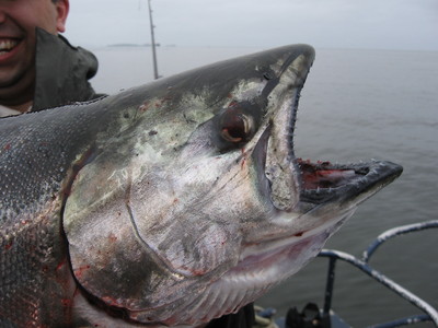 Chinook number 2 after the seal battle.