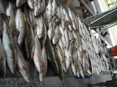 Table full of  Hopedale La Speckled Trout