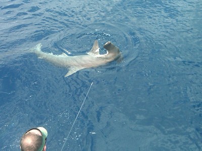 Hammerhead Shark