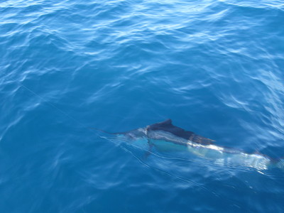 Another sail release!