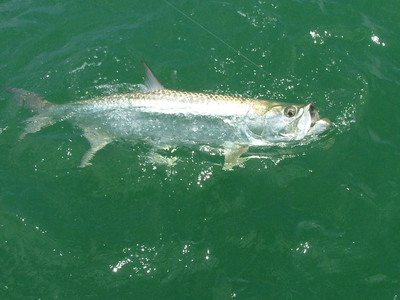 Approx. 80lb. Tarpon at boatside