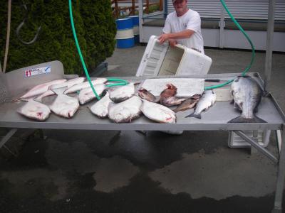 Half a days catch with Serengeti Fishing Charters