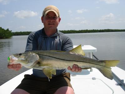 Snook like this one have been common.